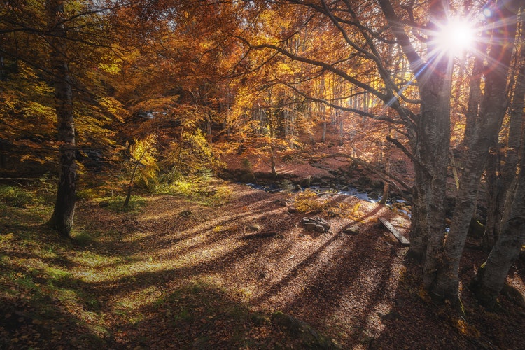 Лучшее Фото Осеннего Леса