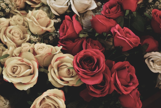 белые и красные розы